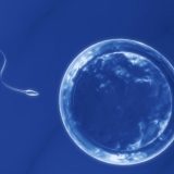 Concepimento spermatozoo e ovulo