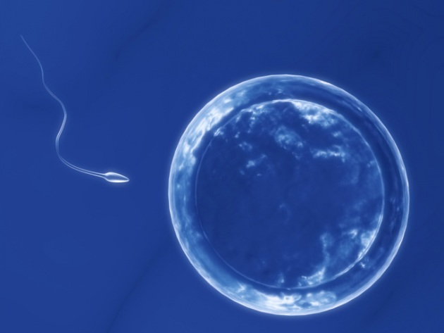 Lo spermatozoo tenta di permeare l'ovulo per inseminarlo