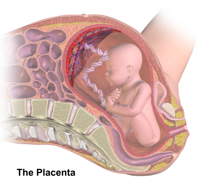Illustrazione che mostra cosa è la placenta